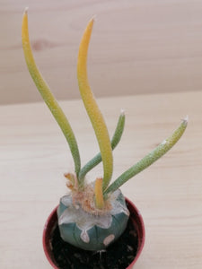Astrophytum caput-medusae variegata LIVE PLANT #01323 For Sale