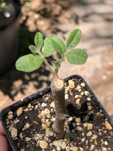 Commiphora Gileadensis LIVE PLANT #12773 For Sale