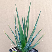 Load image into Gallery viewer, DRACAENA CINNABARI LIVE PLANT #542 For Sale