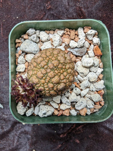 Pseudolithos migiurtinus LIVE PLANT #06 For Sale