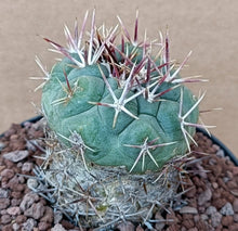 Load image into Gallery viewer, THELOCACTUS HEXAEDROPHORUS LIVE PLANT #553 For Sale