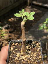 Load image into Gallery viewer, Commiphora Gileadensis LIVE PLANT #12773 For Sale