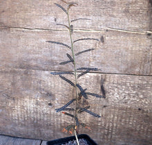 将图片加载到图库查看器，BOSWELLIA SOCOTRANA LIVE PLANT #32435 For Sale