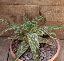 Load image into Gallery viewer, ALOE JUCUNDA LIVE PLANT #5635 For Sale
