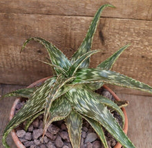 Load image into Gallery viewer, ALOE JUCUNDA LIVE PLANT #5635 For Sale