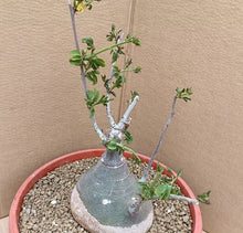 Load image into Gallery viewer, ADENIA GLAUCA LIVE PLANT #6935 For Sale