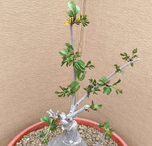 Load image into Gallery viewer, ADENIA GLAUCA LIVE PLANT #6935 For Sale