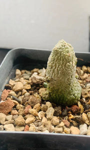 Pseudolithos caput-viperae LIVE PLANT #235 For Sale
