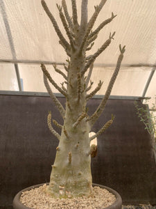 DORSTENIA GIGAS LIVE PLANT #1433 For Sale