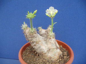 Pachypodium eburneum LIVE PLANT #0123 For Sale