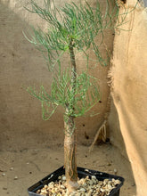 Load image into Gallery viewer, COMMIPHORA KRAEUSELIANA LIVE PLANT #6235 For Sale