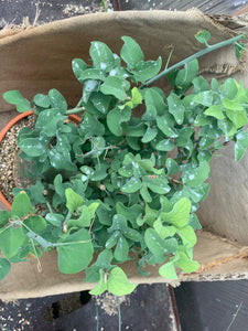 ADENIA SPINOSA LIVE PLANT #2515 For Sale