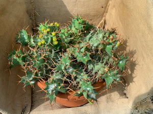 EUPHORBIA TORTIRAMA LIVE PLANT #485 For Sale