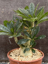 Load image into Gallery viewer, DORSTENIA GIGAS POT LIVE PLANT #1033 For Sale