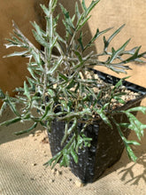 Load image into Gallery viewer, CYPHOSTEMMA MONTACII LIVE PLANT #0225 For Sale