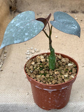Load image into Gallery viewer, ADENIA PEN LIVE PLANT #0704 For Sale