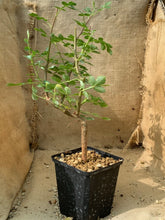 将图片加载到图库查看器，BURSERA GLABRIFOLIA LIVE PLANT #3975 For Sale