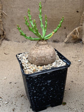 Load image into Gallery viewer, EUPHORBIA DECIDUA LIVE PLANT #5415 For Sale