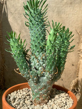 Load image into Gallery viewer, EUPHORBIA RAMIGLANS LIVE PLANT #12588