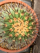 Load image into Gallery viewer, COPIAPOA LONGISTAMINEA LIVE PLANT #0343 For Sale