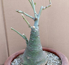 Load image into Gallery viewer, ADENIA GLAUCA LIVE PLANT #031 For Sale