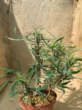 Load image into Gallery viewer, EUPHORBIA ROSSI LIVE PLANT #0305 For Sale