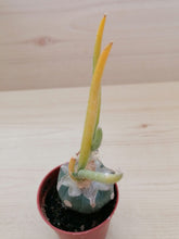 Load image into Gallery viewer, Astrophytum caput-medusae variegata LIVE PLANT #01323 For Sale