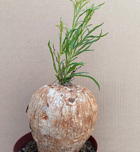 Load image into Gallery viewer, IPOMEA BOLUSII LIVE PLANT #01333 For Sale