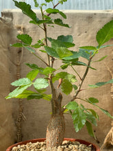 Load image into Gallery viewer, HINDSIANA BURSERA LIVE PLANT #225 For Sale