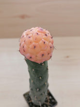 将图片加载到图库查看器，Tephrocactus geometricus variegata LIVE PLANT #4313 For Sale
