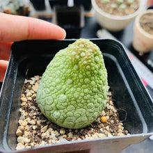 Load image into Gallery viewer, Pseudolithos migiurtinus LIVE PLANT #0885 For Sale