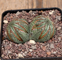 Load image into Gallery viewer, EUPHORBIA OBESA DICHOTOMIC ARROW LIVE PLANT #3085 For Sale