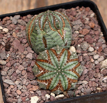 Load image into Gallery viewer, EUPHORBIA OBESA DICHOTOMIC ARROW LIVE PLANT #3085 For Sale