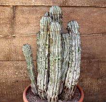 Load image into Gallery viewer, EUPHORBIA HORRIDA SNOW FLAKE LIVE PLANT #35635 For Sale