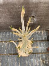 Load image into Gallery viewer, DORSTENIA GIGAS LIVE PLANT #1433 For Sale