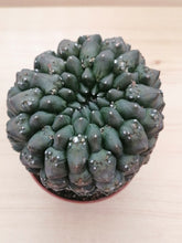 Load image into Gallery viewer, Euphorbia gymnocalycioides LIVE PLANT #54720