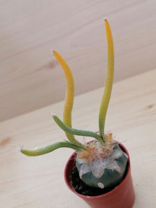 Astrophytum caput-medusae variegata LIVE PLANT #01323 For Sale