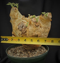 Load image into Gallery viewer, Cyphostemma uter var macropus LIVE PLANT #071 For Sale