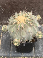 Load image into Gallery viewer, COPIAPOA DEALBATA LIVE PLANT #243 For Sale