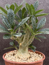 Load image into Gallery viewer, DORSTENIA GIGAS POT LIVE PLANT #1033 For Sale