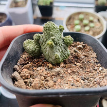 Load image into Gallery viewer, Pseudolithos dodsonianus LIVE PLANT #2005 For Sale