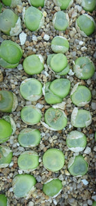 Conophytum Ratum 10 Plants #022 For Sale