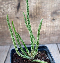 Load image into Gallery viewer, ALOE DELICATIFOLIA LIVE PLANT #94435 For Sale