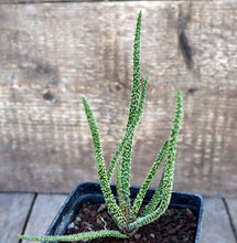 Load image into Gallery viewer, ALOE DELICATIFOLIA LIVE PLANT #94435 For Sale