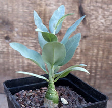 Load image into Gallery viewer, ADENIA PECHUELLII LIVE PLANT #1111 For Sale
