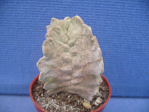 Whiteslonea crassa LIVE PLANT #553 For Sale