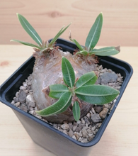 Load image into Gallery viewer, Pachypodium eburneum LIVE PLANT #7853 For Sale