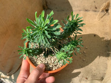 Load image into Gallery viewer, EUPHORBIA RAMIGLANS LIVE PLANT #12588