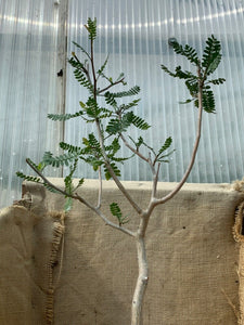 BURSERA MICROPHYLLA LIVE PLANT #4454 For Sale