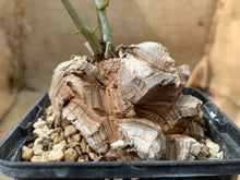 Load image into Gallery viewer, DIOSCOREA ELEPHANTIPES LIVE PLANT #5985 For Sale
